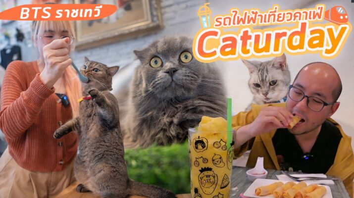 รถไฟฟ้าเที่ยวคาเฟ่ : BTS ราชเทวี - Caturday Cafe ในปี 2024 คาเฟ่แมวในซอย นั่งเล่นกับแมวเลื้อยไปมา